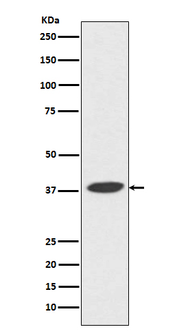 1 - Anti-DNA Polymerase beta Monoclonal Antibody ABO14465