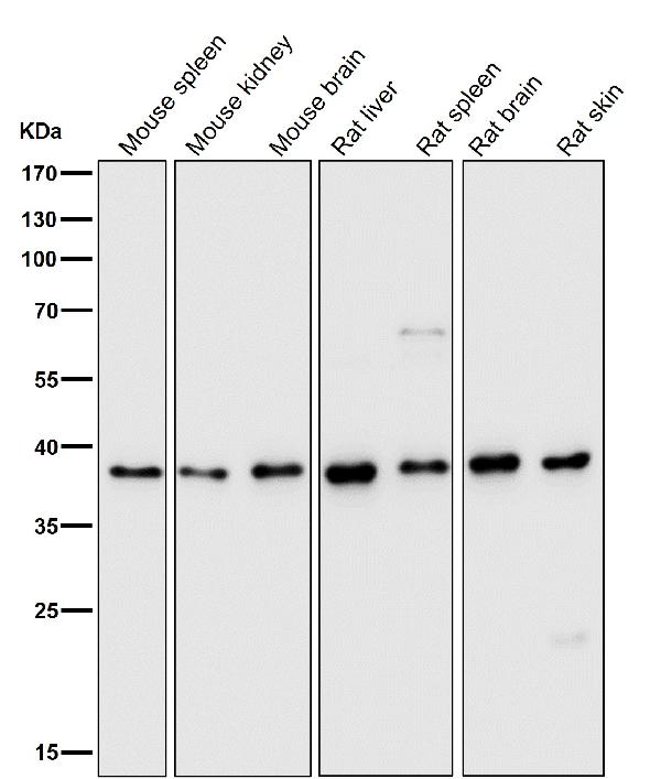1 - Anti-DNA Polymerase beta Monoclonal Antibody ABO14465