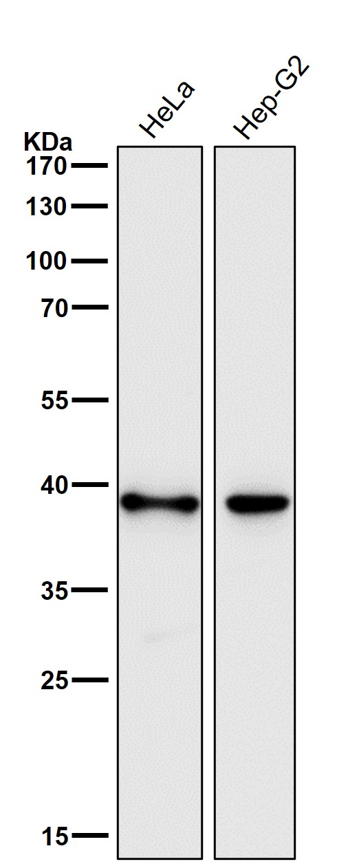 1 - Anti-DNA Polymerase beta Monoclonal Antibody ABO14465