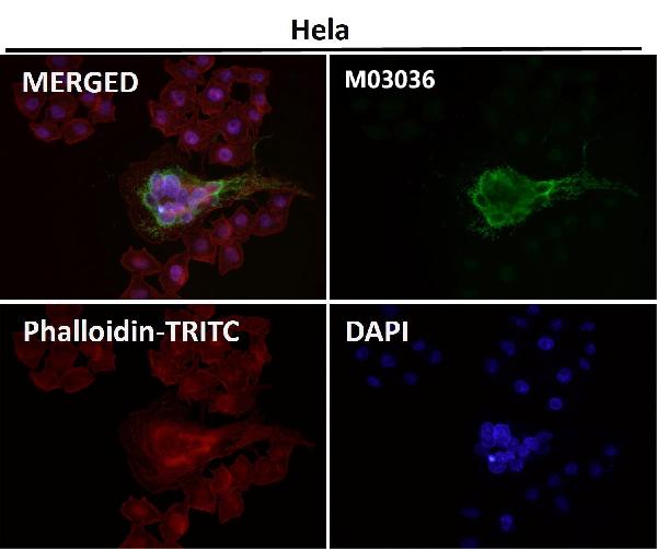 1 - Anti-xCT Rabbit Monoclonal Antibody ABO14466