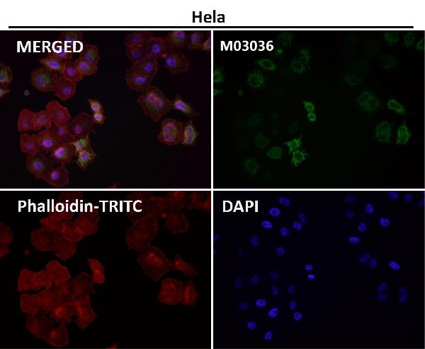 1 - Anti-xCT Rabbit Monoclonal Antibody ABO14466