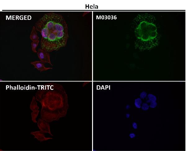 1 - Anti-xCT Rabbit Monoclonal Antibody ABO14466