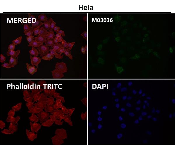 1 - Anti-xCT Rabbit Monoclonal Antibody ABO14466
