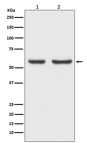 1 - Anti-xCT Rabbit Monoclonal Antibody ABO14466