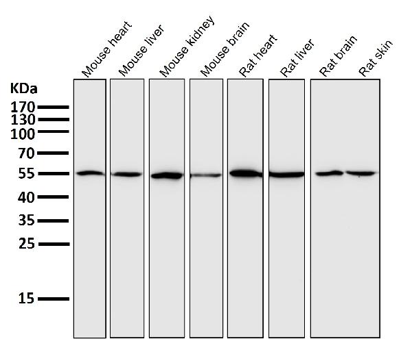 1 - Anti-xCT Rabbit Monoclonal Antibody ABO14466