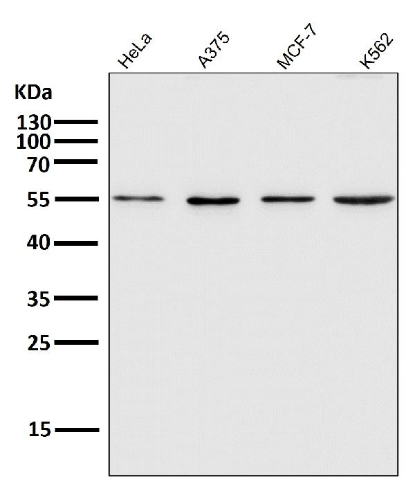 1 - Anti-xCT Rabbit Monoclonal Antibody ABO14466