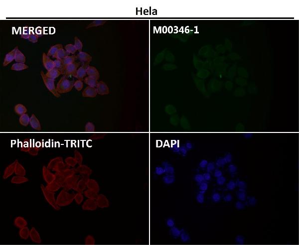 1 - Anti-Atg7 (Apg7) Monoclonal Antibody ABO14468