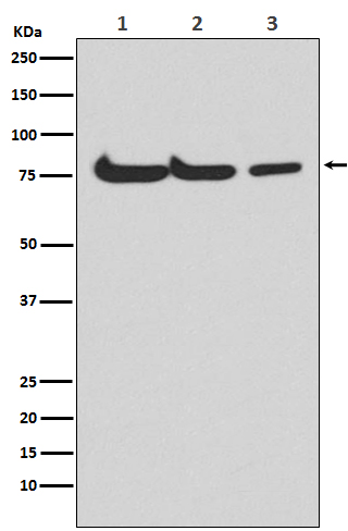 1 - Anti-Atg7 (Apg7) Monoclonal Antibody ABO14468