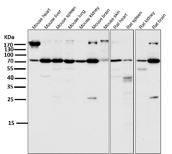1 - Anti-Atg7 (Apg7) Monoclonal Antibody ABO14468