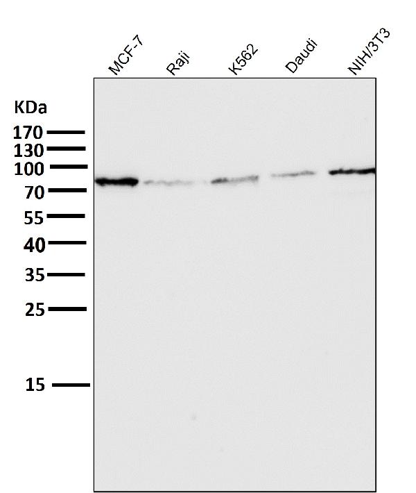 1 - Anti-Atg7 (Apg7) Monoclonal Antibody ABO14468