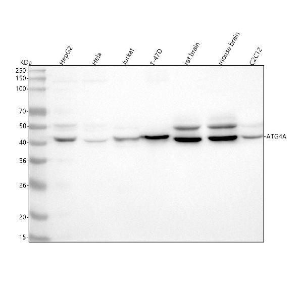 1 - Anti-Atg4A Monoclonal Antibody ABO14469