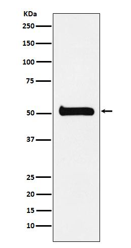 1 - Anti-ULK3 Monoclonal Antibody ABO14470