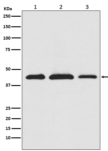 1 - Anti-PRAS40 AKT1S1 Monoclonal Antibody ABO14471