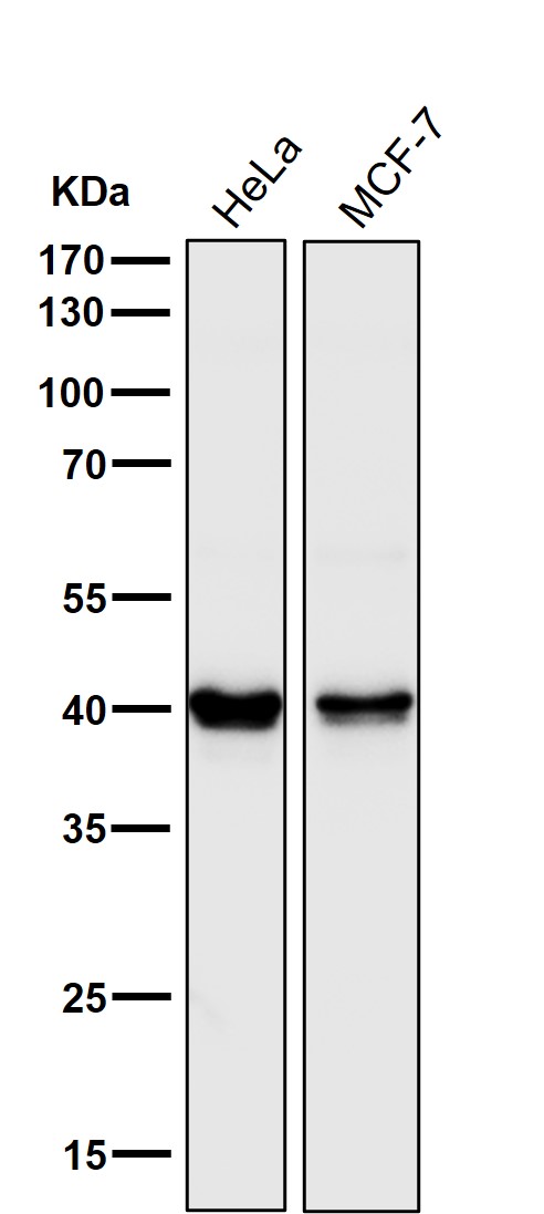 1 - Anti-PRAS40 AKT1S1 Monoclonal Antibody ABO14471