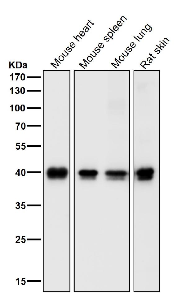 1 - Anti-PRAS40 AKT1S1 Monoclonal Antibody ABO14471