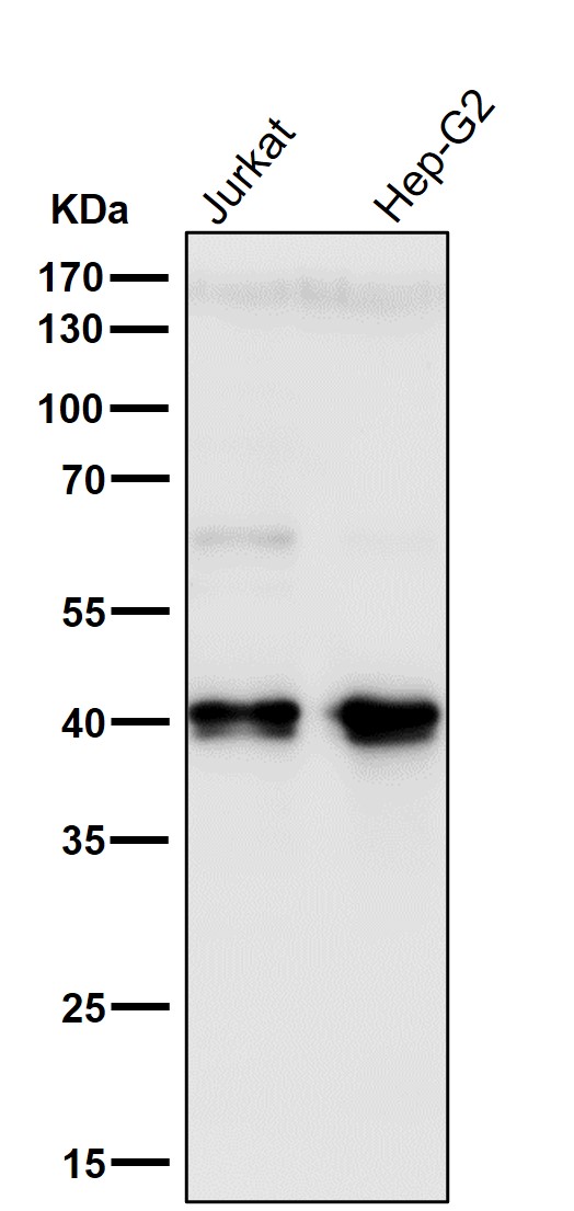 1 - Anti-PRAS40 AKT1S1 Monoclonal Antibody ABO14471