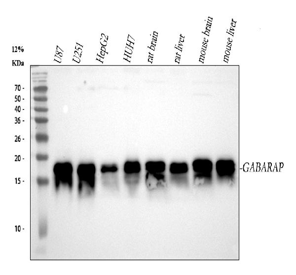 1 - Anti-GABARAP Monoclonal Antibody ABO14472