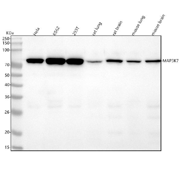 1 - Anti-MAP3K7 Monoclonal Antibody ABO14473