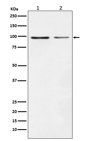 1 - Anti-Dynamin 1 DNM1 Rabbit Monoclonal Antibody ABO14474