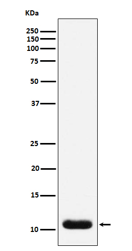 1 - Anti-Trefoil Factor 3 Monoclonal Antibody ABO14475