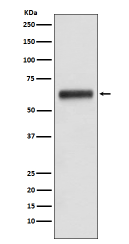 1 - Anti-Human IgG3 IGHG3 Monoclonal Antibody ABO14477