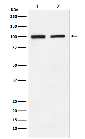 1 - Anti-GluR2 Monoclonal Antibody ABO14478