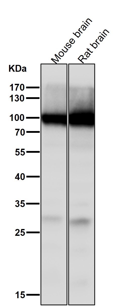 1 - Anti-GluR2 Monoclonal Antibody ABO14478