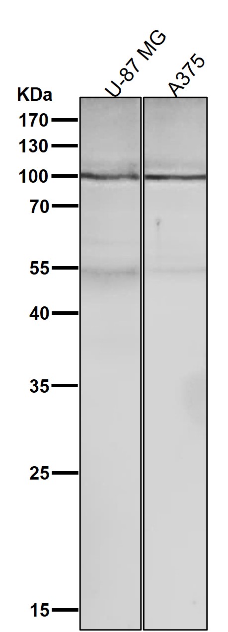 1 - Anti-GluR2 Monoclonal Antibody ABO14478
