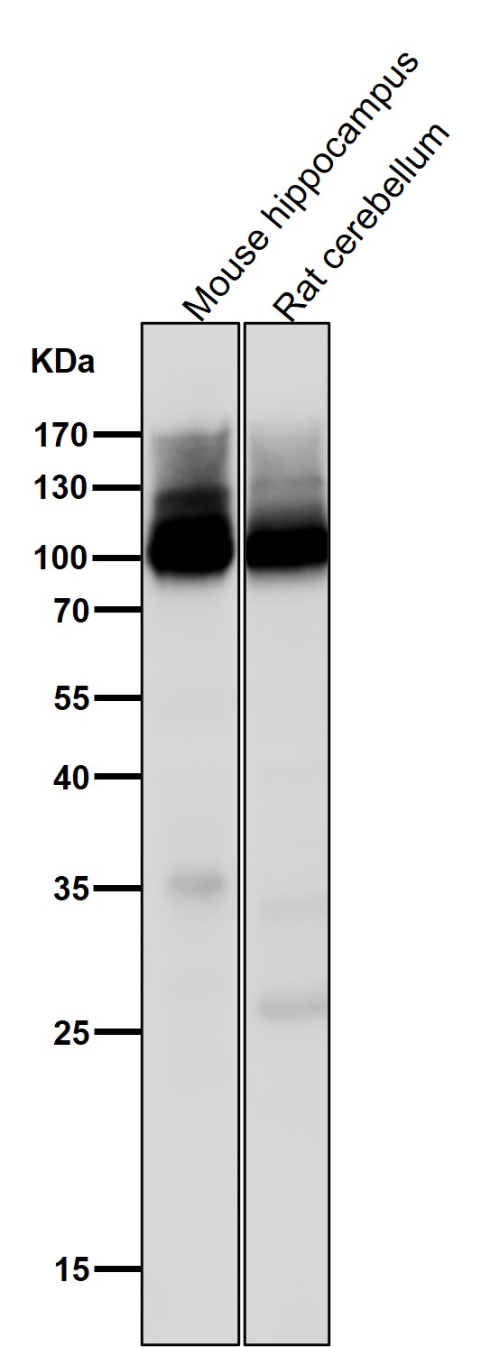 1 - Anti-GluR2 Monoclonal Antibody ABO14478