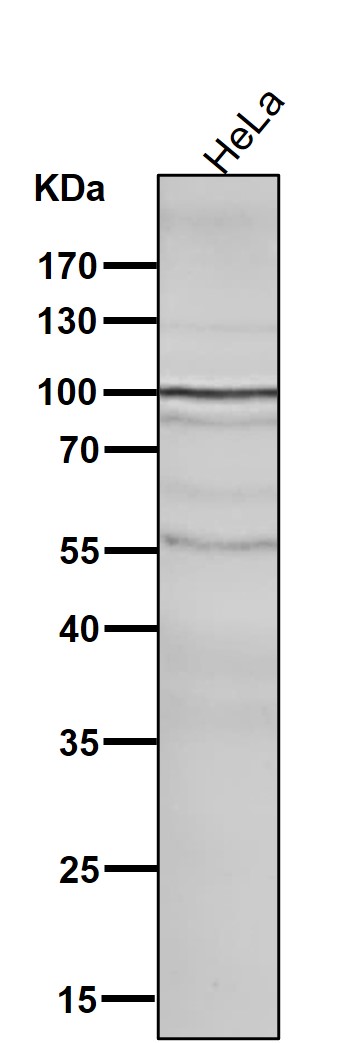 1 - Anti-GluR2 Monoclonal Antibody ABO14478
