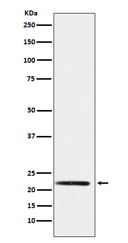 1 - Anti-PMP22 Monoclonal Antibody ABO14479