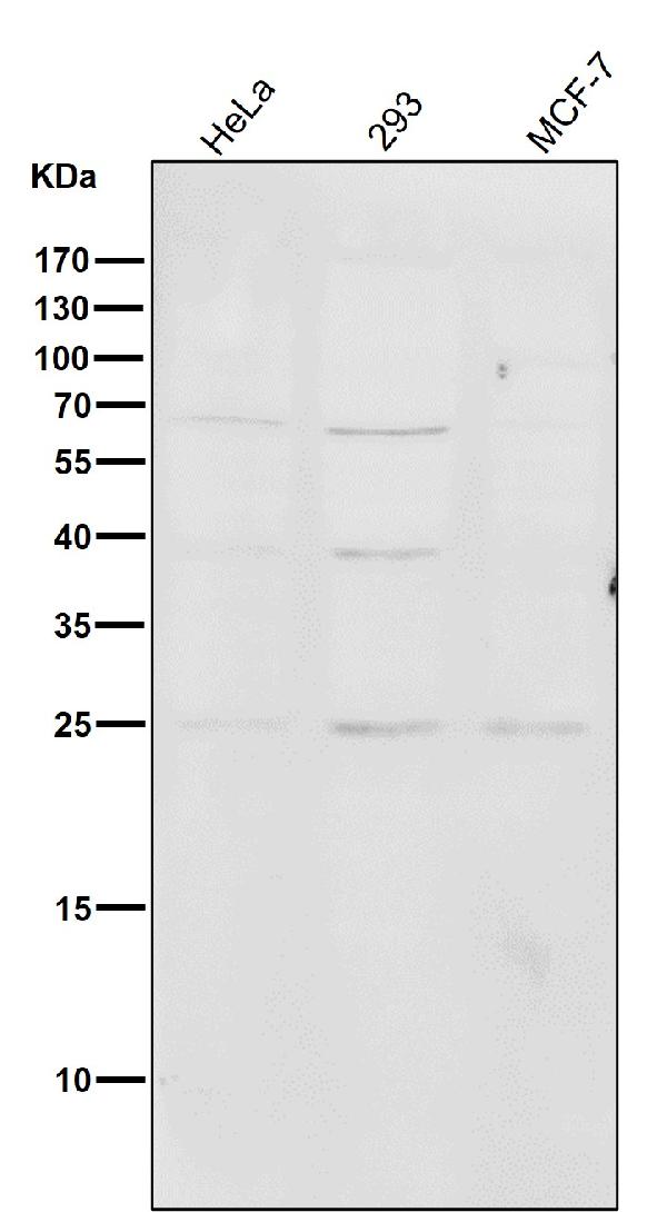 1 - Anti-PMP22 Monoclonal Antibody ABO14479