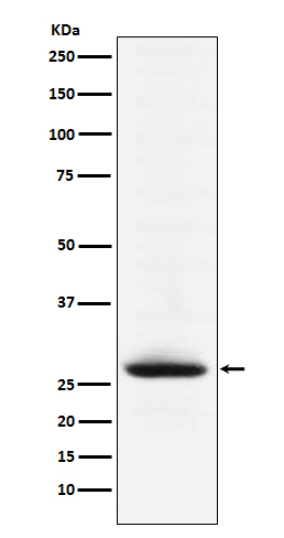 1 - Anti-Myelin oligodendrocyte glycoprotein Monoclonal Antibody ABO14480