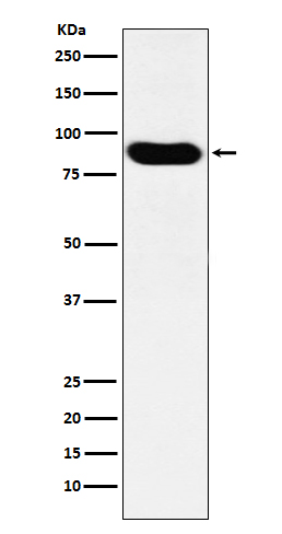 1 - Anti-MCM7 Monoclonal Antibody ABO14481