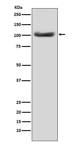 1 - Anti-MSH2 Monoclonal Antibody ABO14485