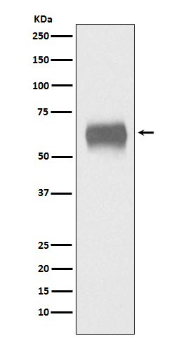 1 - Anti-CD5 Monoclonal Antibody ABO14486