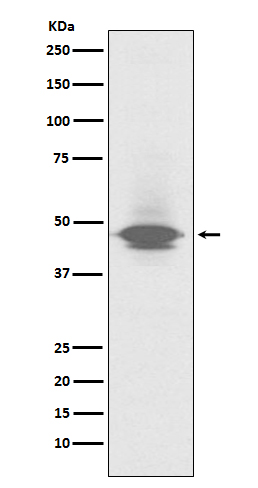1 - Anti-CD79a Monoclonal Antibody ABO14487