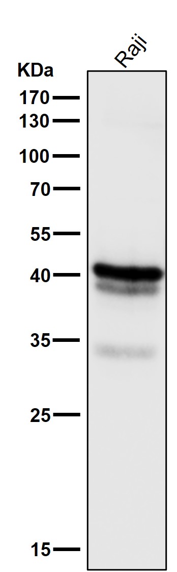 1 - Anti-CD79a Monoclonal Antibody ABO14487