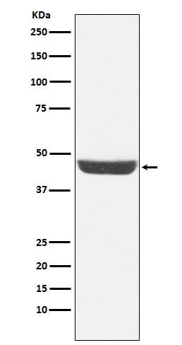 1 - Anti-NDRG1 Monoclonal Antibody ABO14492