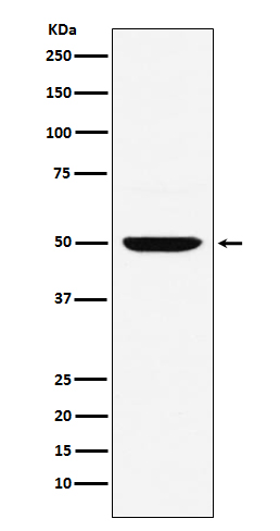 1 - Anti-MUM1 Monoclonal Antibody ABO14493