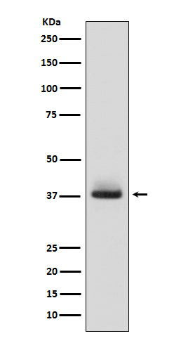 1 - Anti-Glycophorin A (CD235a) GYPA Monoclonal Antibody ABO14494