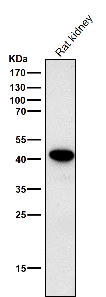 1 - Anti-Glycophorin A (CD235a) GYPA Monoclonal Antibody ABO14494