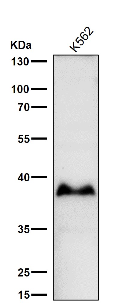 1 - Anti-Glycophorin A (CD235a) GYPA Monoclonal Antibody ABO14494