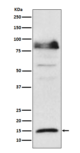 1 - Anti-ISG15 Monoclonal Antibody ABO14495