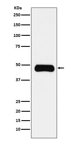 1 - Anti-ETS1 Monoclonal Antibody ABO14497