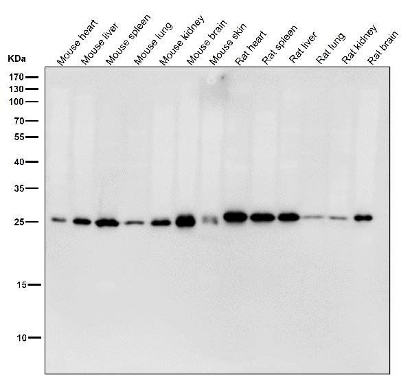 1 - Anti-HPRT HPRT1 Monoclonal Antibody ABO14499