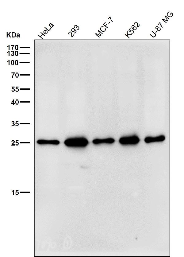 1 - Anti-HPRT HPRT1 Monoclonal Antibody ABO14499