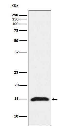 1 - Anti-Fragilis IFITM3 Monoclonal Antibody ABO14500