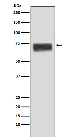 1 - Anti-Hemopexin HPX Monoclonal Antibody ABO14501