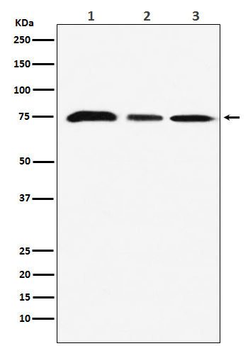 1 - Anti-KAT7 / HBO1 / MYST2 Monoclonal Antibody ABO14502